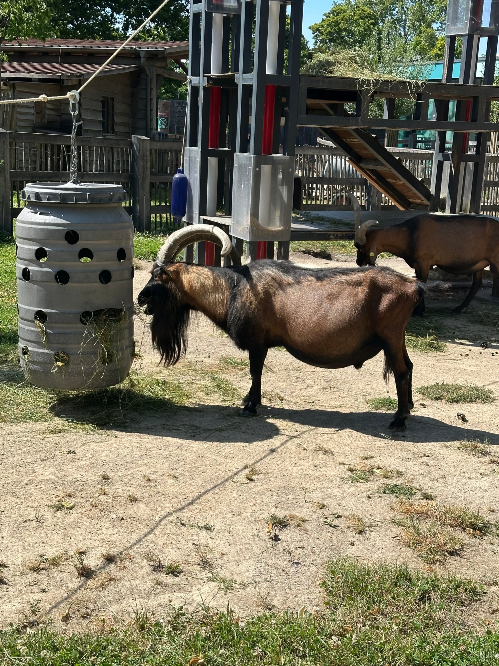 Zoo Besuch der Frauen