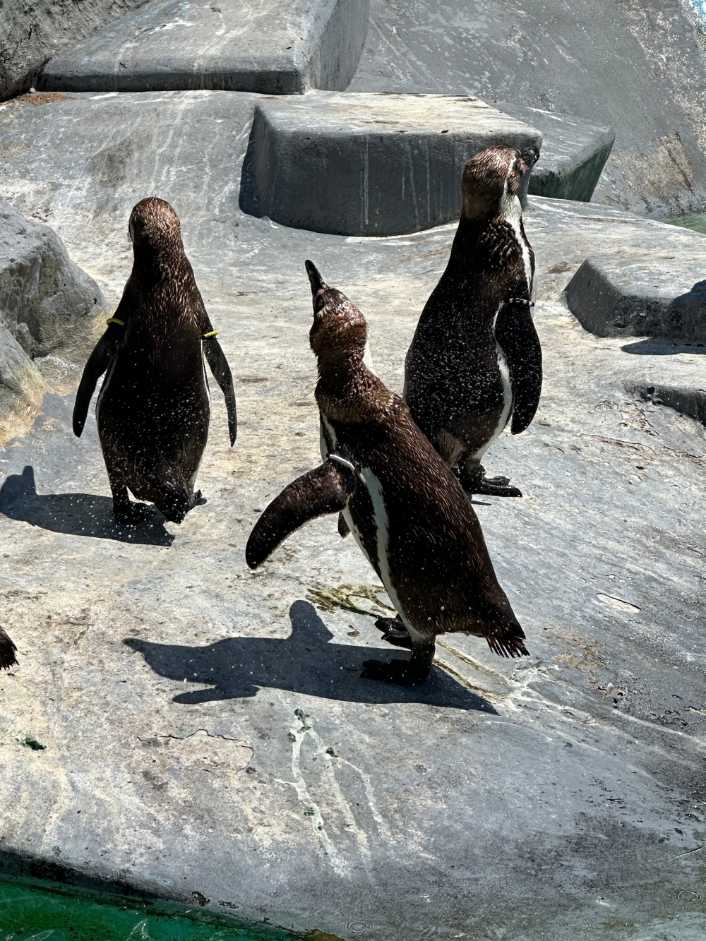 Zoo Besuch der Frauen